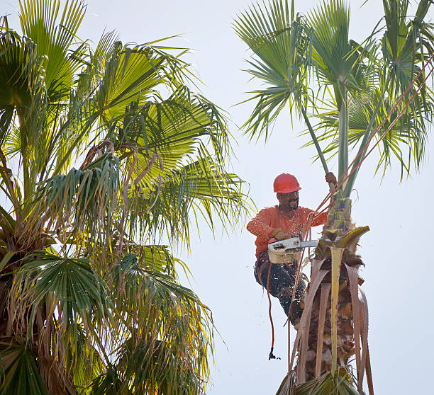 Dunlap, TN Tree Services Company